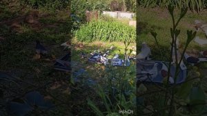 голуби Ломова Сокола,гон партиями и дезинфекция