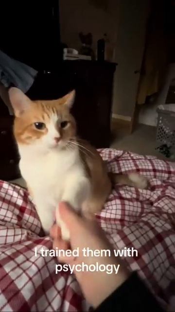 🐱🐈🫴🏻