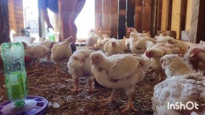 ДЕРЕВНЯ И Я С БРОЙЛЕРАМИ И СВИНЬЯМИ РАЗОБРАЛАСЬ,ЖИЗНЬ НА АЛТАЕ