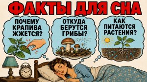 Что такое растения, грибы и вирусы? Интересные факты для сна | Лекция для сна о природе