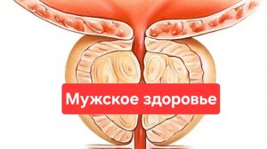 Мужское здоровье.Как ухаживать за мужским здоровьем🫠🫠🫠