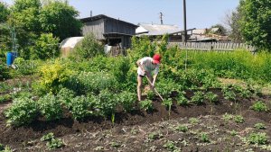 Окучиваю картошку в огороде 20 июня пасынкую и подвязываю томаты!