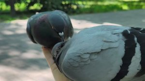 Белочка пришла😃