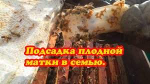 ВЫХОДЯТ ИЗ МАТОЧНИКОВ МАТКИ, ПОДСАЖИВАЮ ПЛОДНЫХ МАТОК В ОСНОВНЫЕ СЕМЬИ.