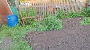 Дачный влог 3: обзор нашего участка, повседневная работа на огороде и рассада клубники #дача #блог