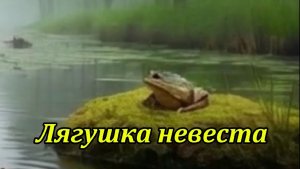 Лягушка невеста. Музыкальный клип