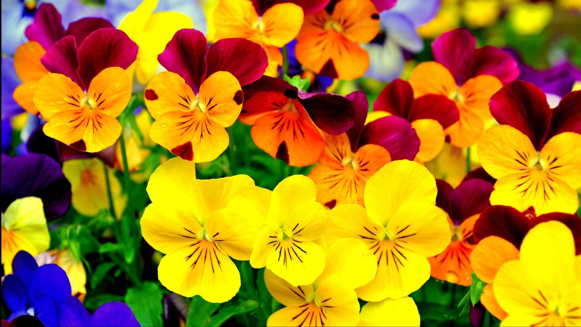 Виола из семян #красивыецветы #виола смотреть онлайн