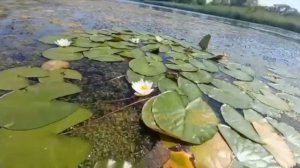 У Богоявленского храма жители заметили цветение белых водяных лилий