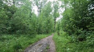 ищу выход из леса серия 45