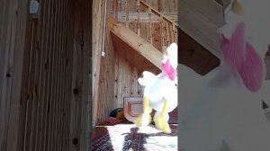 1000010854.mp4