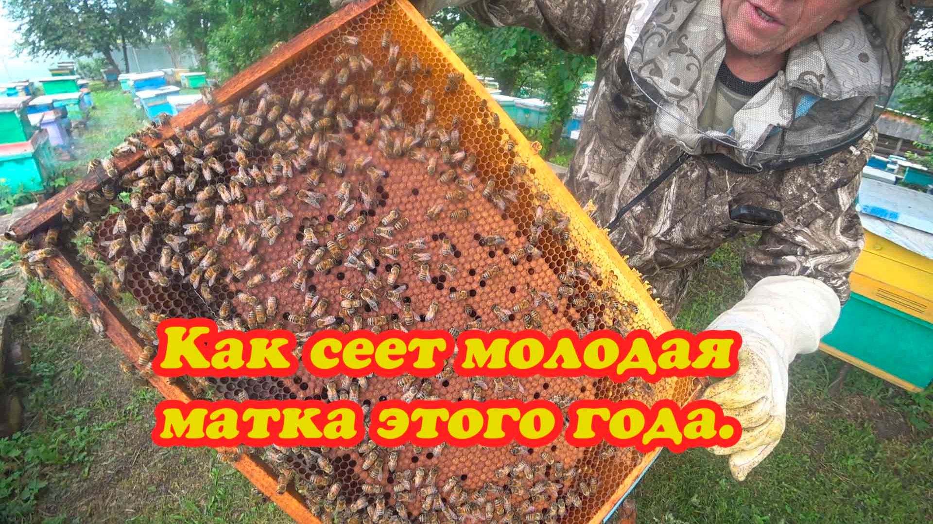 СМЕНА МАТОК РАННЕЙ ВЕСНОЙ МАТОЧНИКОМ, РЕЗУЛЬТАТ МЕСЯЦ СПУСТЯ. смотреть онлайн