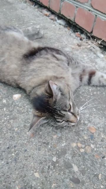 Кошка Мурка смотреть онлайн