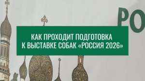 Подготовка к выставке  собак всех пород «Россия 2026»