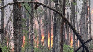В Красноярском крае увеличилась площадь лесных пожаров.