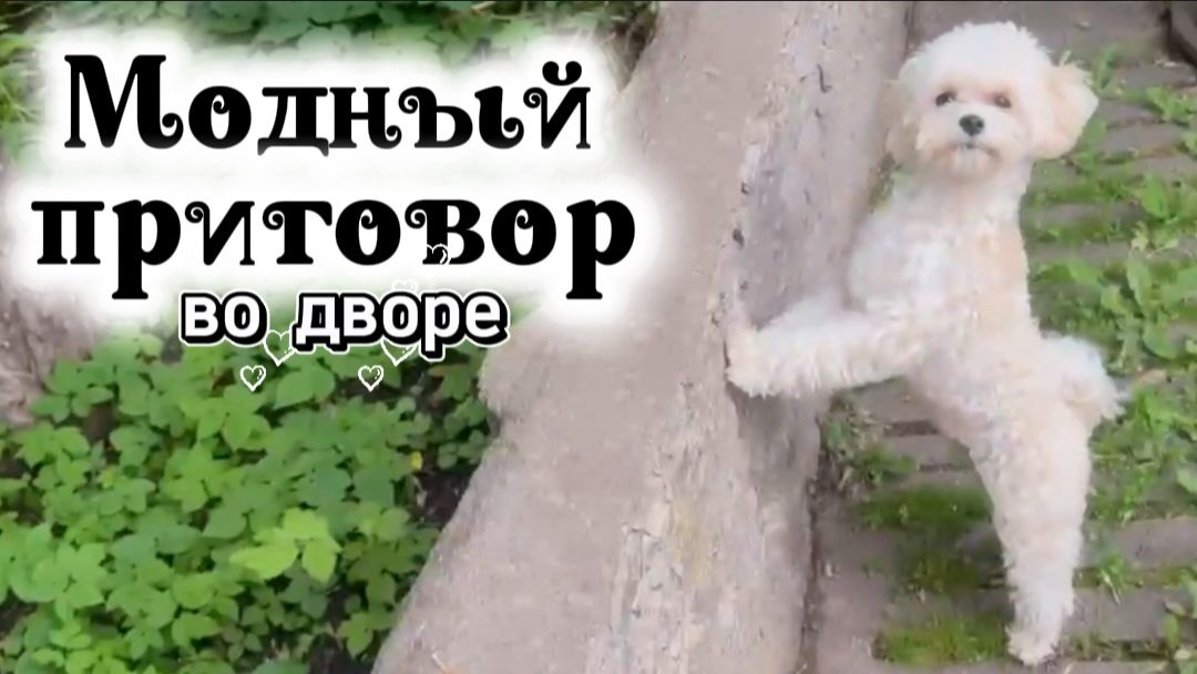 Маленький модник в новом комбинезоне: коты его не узнали! Один спрятался на дереве смотреть онлайн