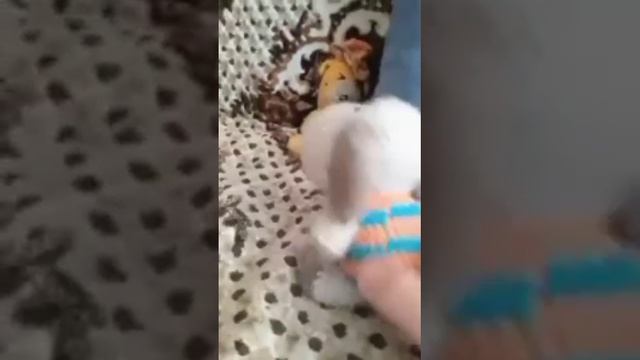 Он первый начал!