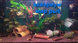 Аквариумный мир, рыбы мира, раки, аквариумные рабки