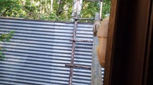 наконец то рыжие бельчата