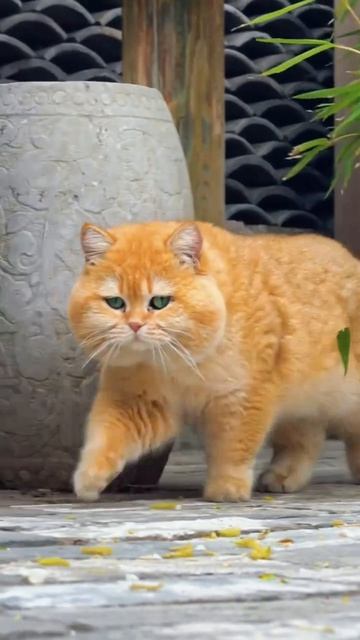 beautiful cats смотреть онлайн