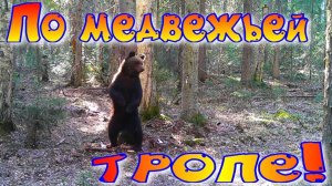 У медведей наступило время гона прошёл по медвежьим пограничным тропам границы участка сместились