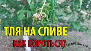 Напала ТЛЯ на СЛИВУ. Что делать Как избавиться от муравьев