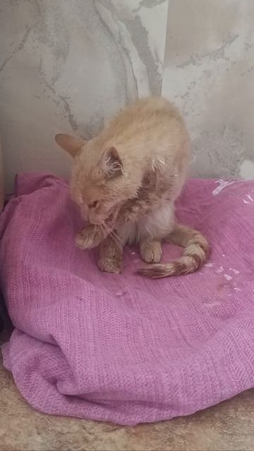 Котика лечим от чумки смотреть онлайн