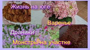 20-06-2026/Краснодарский край/Мечты сбываются/Заготовки на зиму/Обед/Драники/Обход участка/Злой Гоша
