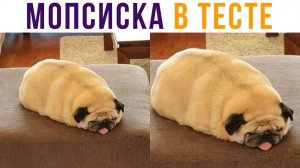 Мопсиска в тесте) Приколы
