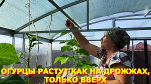 116. Тля не дает скучать. Варю вишневое варенье. Ну и конечно стройка.