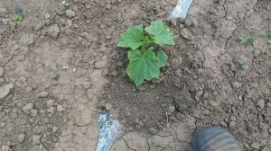 ПОРЯДОК В ОГОРОДЕ ЗАЛОГ УРОЖАЯ