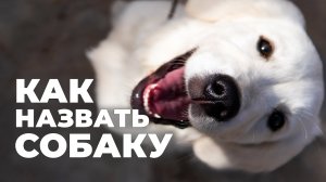 ТОП популярных имен и советы кинолога / Как назвать щенка? Как выбрать кличку для собаки?