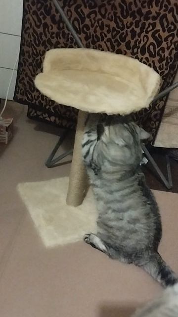 "КОШКИН ДВИЖ" рвем когтеточку