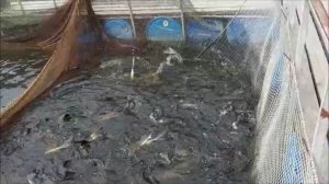 Зарыбление осетром нижнего водоёма 200 кг. Клёвое место, Лосиный остров.