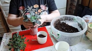 Распаковка и пересадка