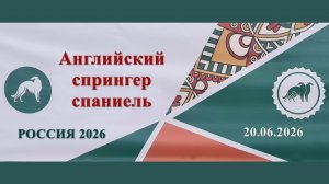 Выставка Россия 2026. День 1. Ринг английских спрингер спаниелей. 20.06.2026 Станислав Городилов