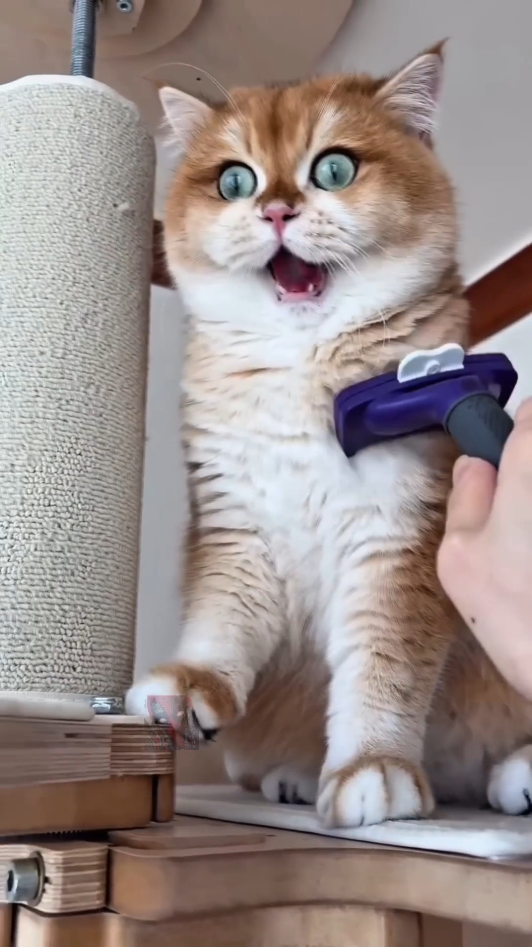 Эти милые создания покорили моё сердце 🥰🫶😼