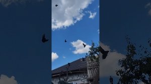 г Мариуполь обзор моих молодых жучков 2026 год