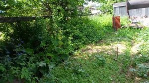 Дела огородные 🌱- часть 6 🙂 - огород после поездки 🚆- все заросло 🍀