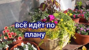 Отлично поработала, но не всё успела. Подкормила , обработала , прополола. Работаю дальше.