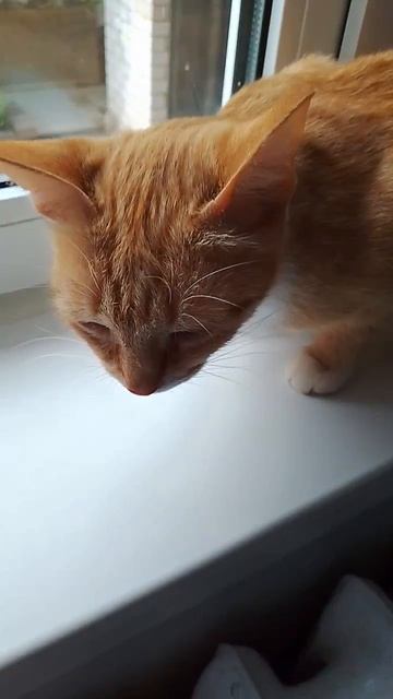 кошка мяяяу! 🐱