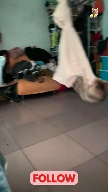 Шальные кошки!😻Веселые котики. Коты хулиганы! Невероятные трюки! #кот #хулиган #трюк #смех #short