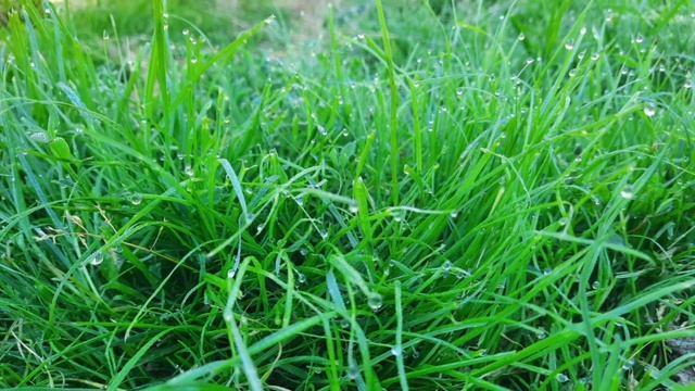 звуки дождя и пение птиц для расслабления и сна