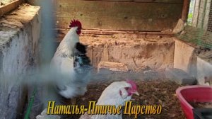 Красавчики