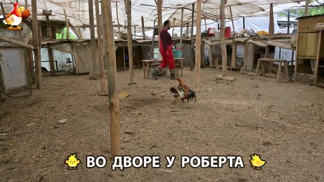 Содержание кур в домашних условиях и других птиц во дворе у Роберта 🐣🐤🦆🐔🪿🦃 (529) смотреть онлайн