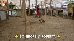 Содержание кур в домашних условиях и других птиц во дворе у Роберта 🐣🐤🦆🐔🪿🦃 (529)