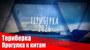 Киты в Териберке