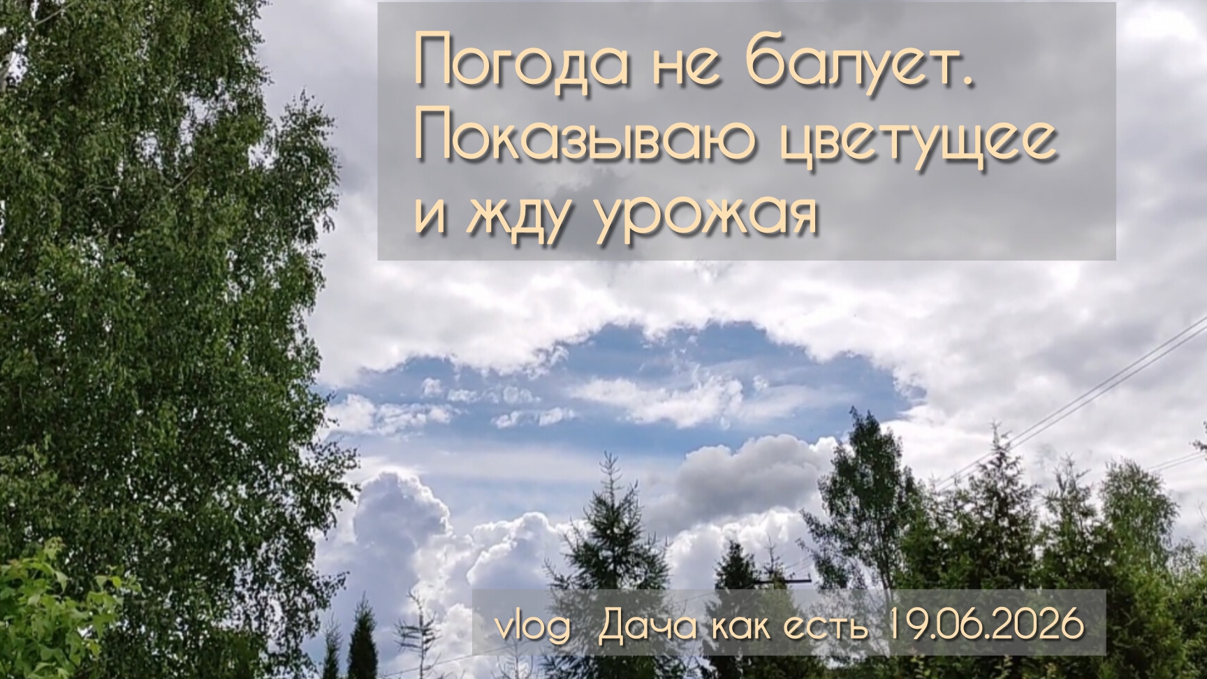 Жду урожая и показываю цветущие клематисы и пионы / vlog Дача как есть 19.06.2026