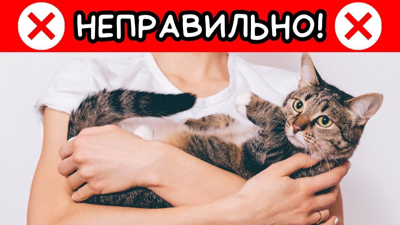 Ваш кот НЕ любит сидеть на РУКАХ？