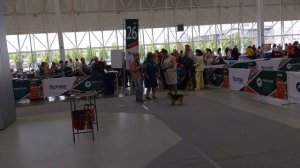 lakeland terrier Russia 2026
