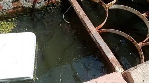 Мини рыбный водоём.mp4